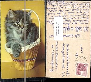 Bild des Verkufers fr 135989,Ssse Katze Katzen zum Verkauf von Versandhandel Lehenbauer