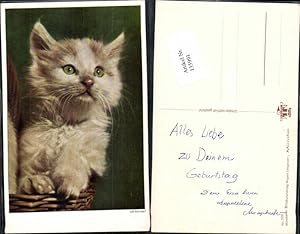 Bild des Verkufers fr 135991,Ssse Katze Katzen zum Verkauf von Versandhandel Lehenbauer