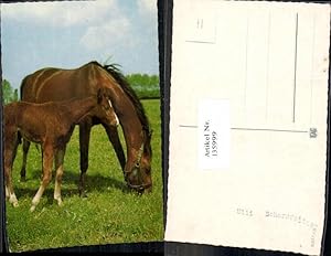 Seller image for 135999,Pferd Pferde Fohlen for sale by Versandhandel Lehenbauer