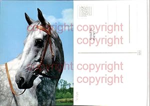 Bild des Verkufers fr 4947787,Araber Tier Pferd Schimmel Geschirr zum Verkauf von Versandhandel Lehenbauer