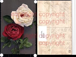 Bild des Verkufers fr 509525,Rote u. Weie Rose Blumen zum Verkauf von Versandhandel Lehenbauer
