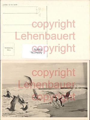 Bild des Verkufers fr 536670,Tiere Mven Meer Strand Mwen zum Verkauf von Versandhandel Lehenbauer