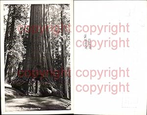 Seller image for 464921,Foto Ak Wawona Big Tree Yosemite Mammutbaum Baum Riesenbaum for sale by Versandhandel Lehenbauer