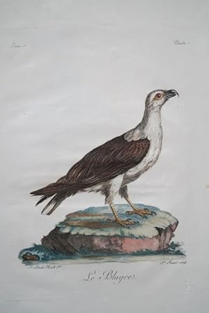 Le Blarge. Stich aus Histoire Naturelle des Oiseaux dAfrique, 1799-1802, von Francois Le Vaillant...