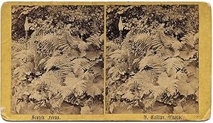 Stereo card oversize D. Collier Scotch Ferns 1880c