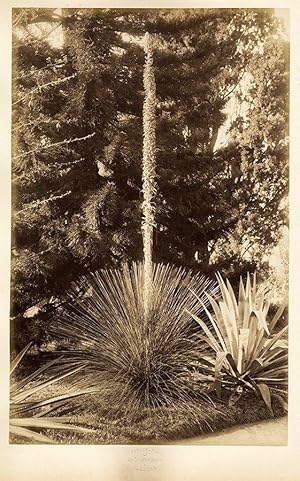 Photograph Incorpora Palermo Botanic garden Giganic vintage photo 38x24,5cm 1870c Very rare