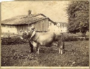 Photograph Liguria Genova Rural study Boy & Cow Large vintage albumen 1870c Alfred Noack