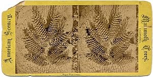 American Scenery Sugar pine cones Stereo card with advertising behind 1900c S198