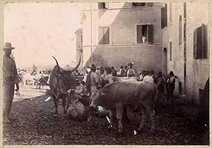 Tuscany Maremma Toscana Peasants Fair market Buffaloes Original photo 1890c L169