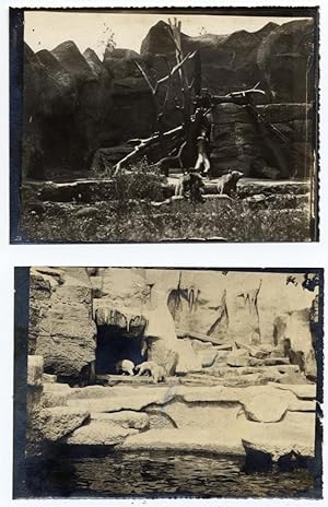 Lot two Rome Zoological garden May13 1911 Animals zoo Gelatin silver ph.5-6 S568
