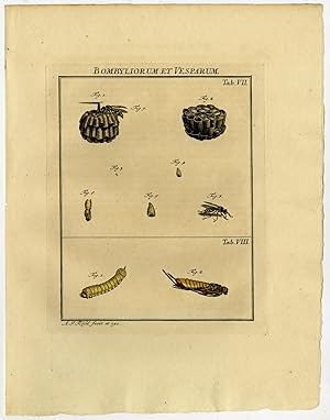 Antique Print-WASP-EUSOCIAL-WOODWASP-HORNTAIL-7/8-Rosel van Rosenhof-1765