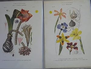 Flora of South Africa - 28 Colour Plates