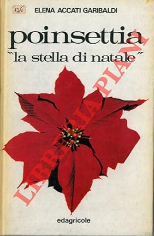 Poinsettia "la Stella di Natale" .