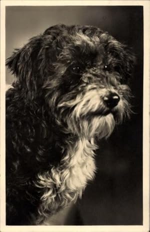 Foto Ansichtskarte / Postkarte Hundeportrait, Kopf von einem Hund mit halblangem Fell