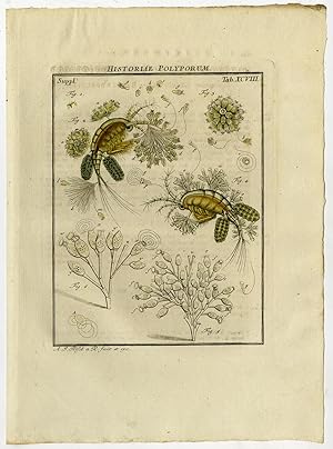 Antique Print-ANIMALCULES-STENTOR-CAMPANELLA-98-Rosel van Rosenhof-1765