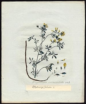 Antique Print-SICKLEFRUIT FENUGREEK-TRIGONELLA CORNICULATA-228-Flora Batava-Sepp-1800