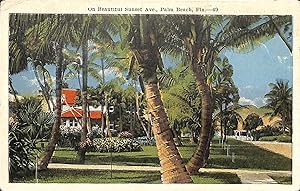 "On Beautiful Sunset Ave., Palm Beach" Post Card