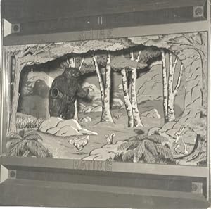 Fotografia originale in b.n., formato mm. 140x140, raffigurante il gioco del "Tiro all'Orso" ("Sh...