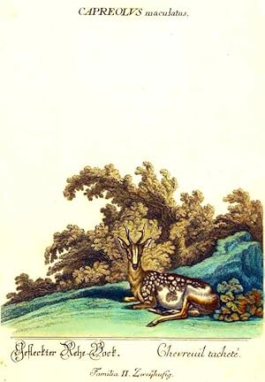 Bild des Verkufers fr Capreolus maculatus./ Gefleckter Rehe-Bock / Chevreuil tachet. Familia II. Zweyhufig.Aus / From: RIDINGER (M. E. & J. J. ): Thierreich (Thierbuch), Augsburg, 1768. Original Handkolorierter Kupferstich auf Honig-Btten. / Original handcoloured engraving / Gravure orig. col.  la main. Blatt 28x45 cm. zum Verkauf von Harteveld Rare Books Ltd.