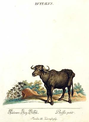 Bild des Verkufers fr Buffalus./ Kleinere Zug-Bffel./ Buffle petit. Familia II. Zweihufig.Aus / From: RIDINGER (M. E. & J. J. ): Thierreich (Thierbuch), Augsburg, 1768. Original Handkolorierter Kupferstich auf Honig-Btten. / Original handcoloured engraving / Gravure orig. col.  la main. Blatt 28x45 cm. zum Verkauf von Harteveld Rare Books Ltd.