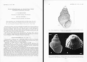 Imagen del vendedor de Alvania multiquadrata spec. nov. from the Canary Islands (Gastropoda Prosobranchia: Rissoidae). In 8vo, offp., pp. 3 with 3 figs. Offprint from Basteria 53(1-3) a la venta por NATURAMA