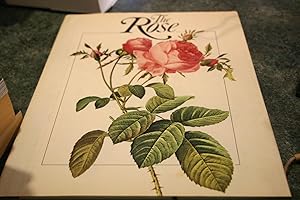 Seller image for The Rose for sale by SGOIS