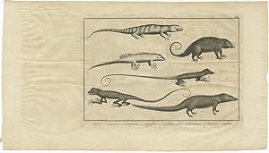 Antique Print of various Animals (Lizzard, Chameleon) by J. van Schley (c.1760)