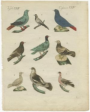 Antique Print of various Pigeons by F.J. Bertuch (c.1800)