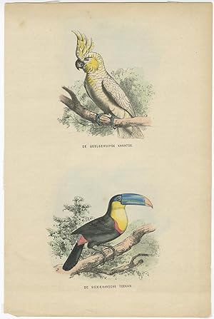 Antique Print of a Cockatoo and Toucan by L.A.J. Burgersdijk (1864)