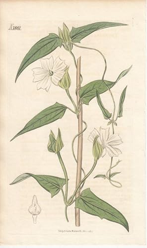 Seller image for Curtis - Thunbergia fragrans. Altkolorierter Kupferstich aus Botanical Magazine Nr. 1881. for sale by Antiquariat Bcheretage