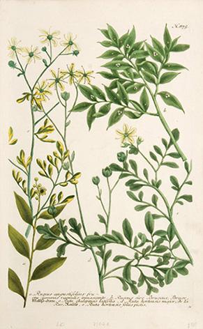 Imagen del vendedor de Ruscus angustifolius fructu fummis ramulis innascente. Plate 875. a la venta por Peter Harrington.  ABA/ ILAB.