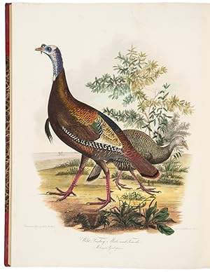 American Ornithology; or, the Natural History of Birds inhabiting the United States, not given by...