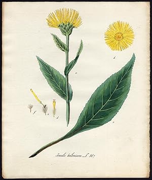 Antique Print-ELECAMPANE-ELFDOCK-INULA HELENIUM-867-Flora Batava-Sepp-1800