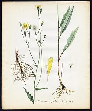 Antique Print-SMOOTH HAWKWEED-HIERACIUM LAEVIGATUM-1025-Flora Batava-Sepp-1800