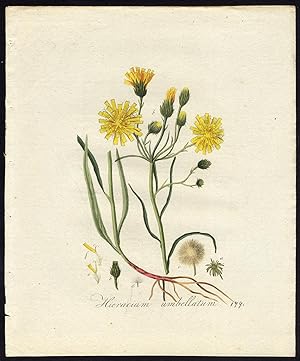 Antique Print-NORTHERN HAWKWEED-HIERACIUM UMBELLATUM-179-Flora Batava-Sepp-1800