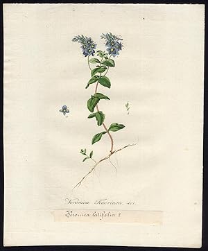 Bild des Verkufers fr Antique Print-BROADLEAF SPEEDWELL-VERONICA AUSTRIACA-401-Flora Batava-Sepp-1800 zum Verkauf von ThePrintsCollector