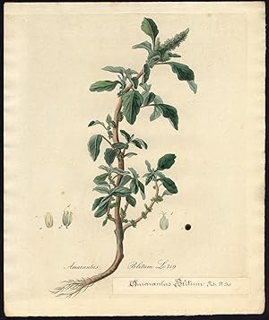 Antique Print-PURPLE AMARANTH-AMARANTHUS BLITUM-719-Flora Batava-Sepp-1800