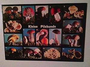 AK. Kleine Pilzkunde. Mehrbildkarte mit 16 Abb.
