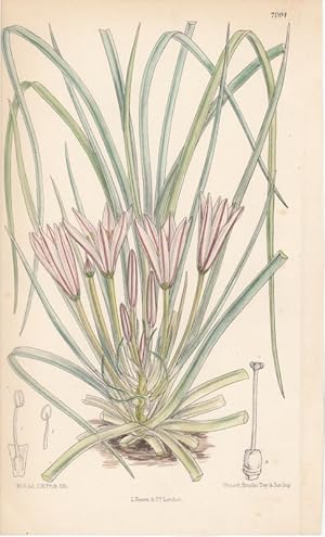 Curtis - Asphoclelus Acaulis. Kol. Lithographie Nr. 7004 aus Botanical Magazine.