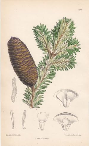 Curtis - Abies Brachyphylla. Kol. Lithographie Nr. 7114 aus Botanical Magazine.