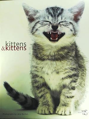 Kittens & Kittens