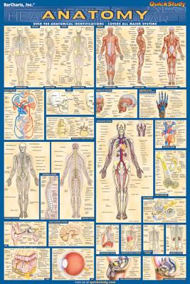 Bild des Verkufers fr Anatomy-Laminated (Poster) zum Verkauf von BargainBookStores