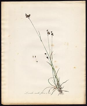 Antique Print-LUZULA MULTIFLORA-HEATH WOOD RUSH-976-Flora Batava-Sepp-1800