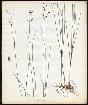 Antique Print-JUNCUS GERARDII-BLACKGRASS-NEEDLE RUSH-1007-Flora Batava-Sepp-1800