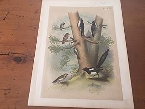 PLATE LIII: BLACK-BACKED THREE-TOED WOODPECKER, BANDED THREE-TOED WOODPECKER, HUDSON'S BAY CHICKA...