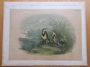 PLATE XXIV: THE MEADOW LARK