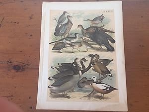 PLATE CXVIII: ALASKAN GRAY JAY, ROADRUNNER, TEXAS PRAIRIE HEN, MASSENA PARTRIDGE, SITKAN OR OREGO...