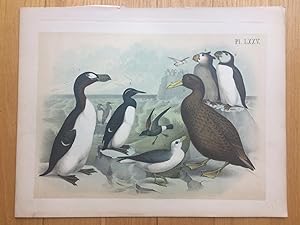 PLATE LXXV: GREAT AUK, MURRE, GIANT PETREL, COMMON PUFFIN, TUFTED PUFFIN, FULMAR, STORMY PETREL