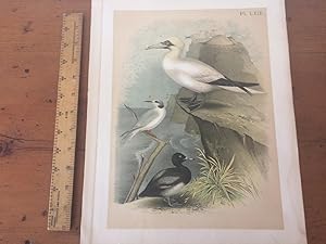 PLATE LXIX: COMMON GANNET, FORSTER'S TERN, GREATER SCAUP DUCK
