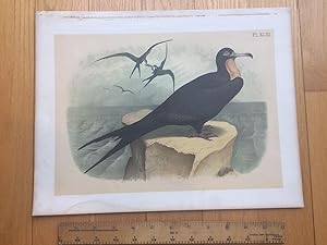 PLATE XLIII: THE FRIGATE BIRD, OR MAN-OF-WAR